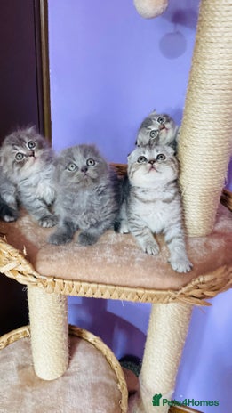 Scottish Fold cats Beautiful litter looking for new homes ❤️❤️ - Advert 2