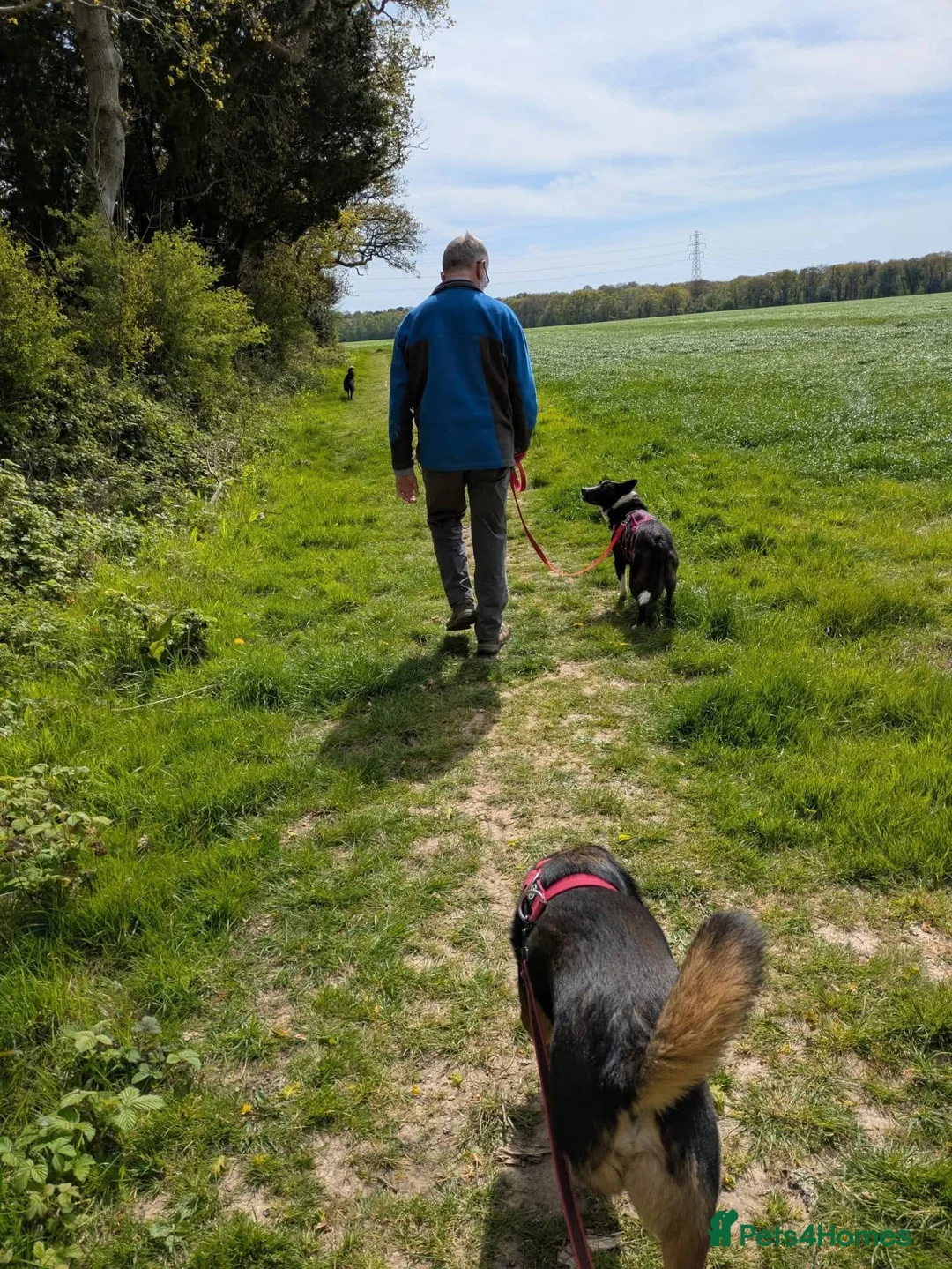 Mixed Breed dogs for adoption: Meet Betty,currently residing in Christchurch  in Christchurch - Advert 6