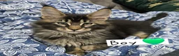 Maine Coon cats for sale: Pedigree TICA Maine Coon kittens READY  - Advert 19