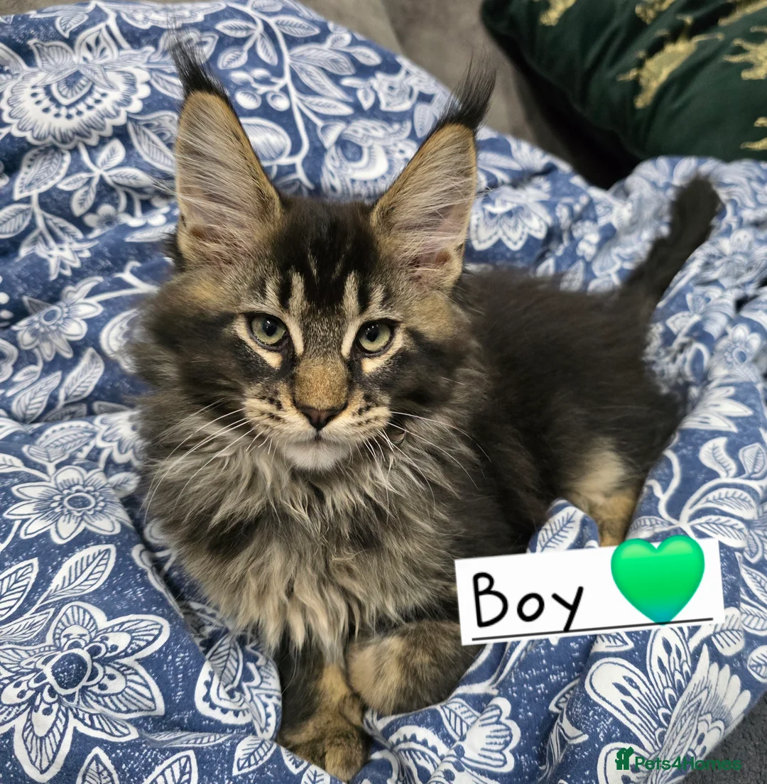 Maine Coon cats for sale: Pedigree TICA Maine Coon kittens READY  - Advert 19