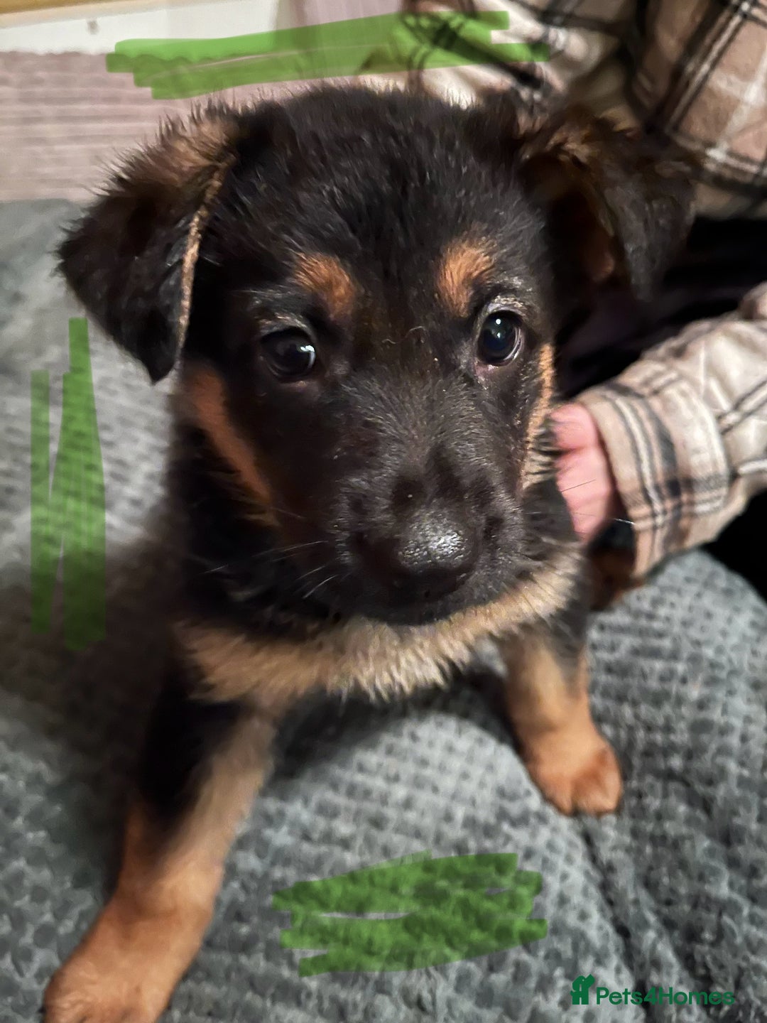 German Shepherd dogs for sale: 🐾 Beautiful German Shepherd Puppies! 🐾 - Image 4
