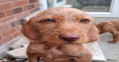 Hungarian Vizsla dogs - Advert 2