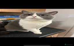 British Shorthair cats for sale: Odd eyed British shorthair male for sale  - Advert 3