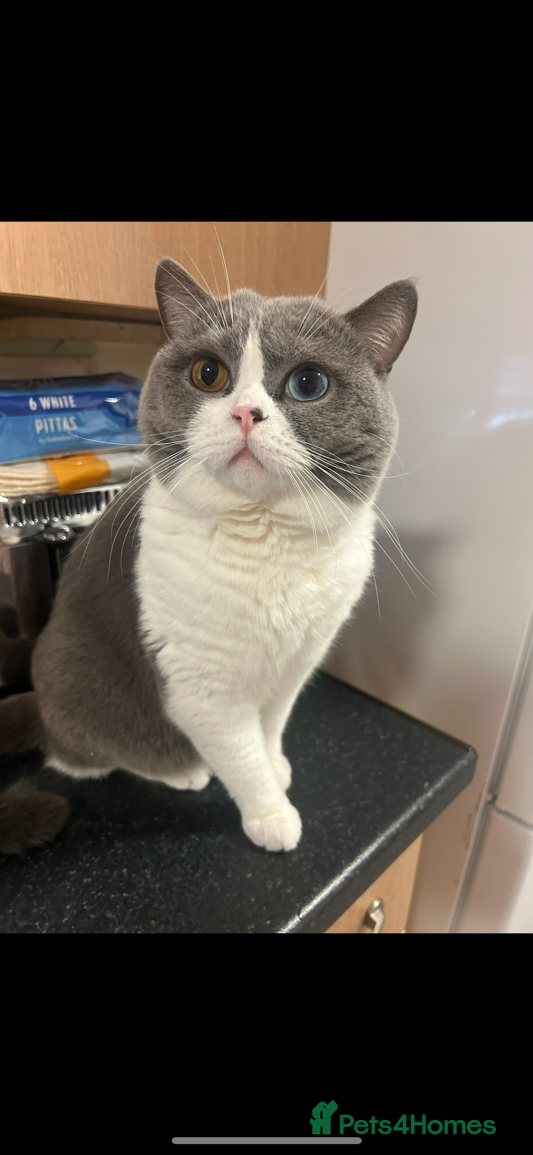 British Shorthair cats for sale: Odd eyed British shorthair male for sale  - Advert 3