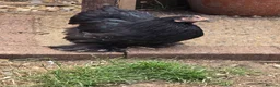 Chickens poultry for sale: Pekin Bantam pullets - Advert 13