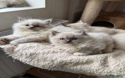 Ragdoll cats for sale: Gorgeous fluffy and friendly kittens  - Image 12
