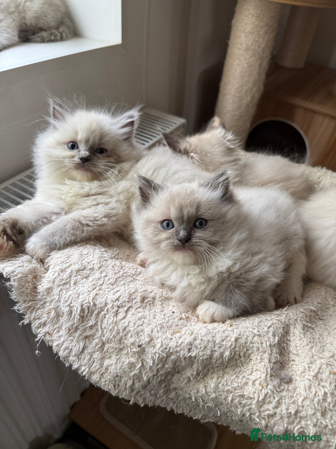 Ragdoll cats for sale: Gorgeous fluffy and friendly kittens  - Image 12