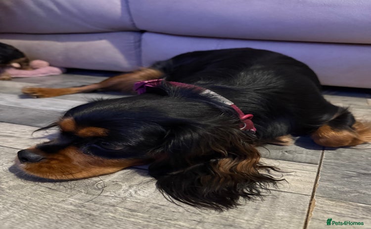 Cavalier King Charles Spaniel dogs Cavalier King Charles Spaniels - Advert 1