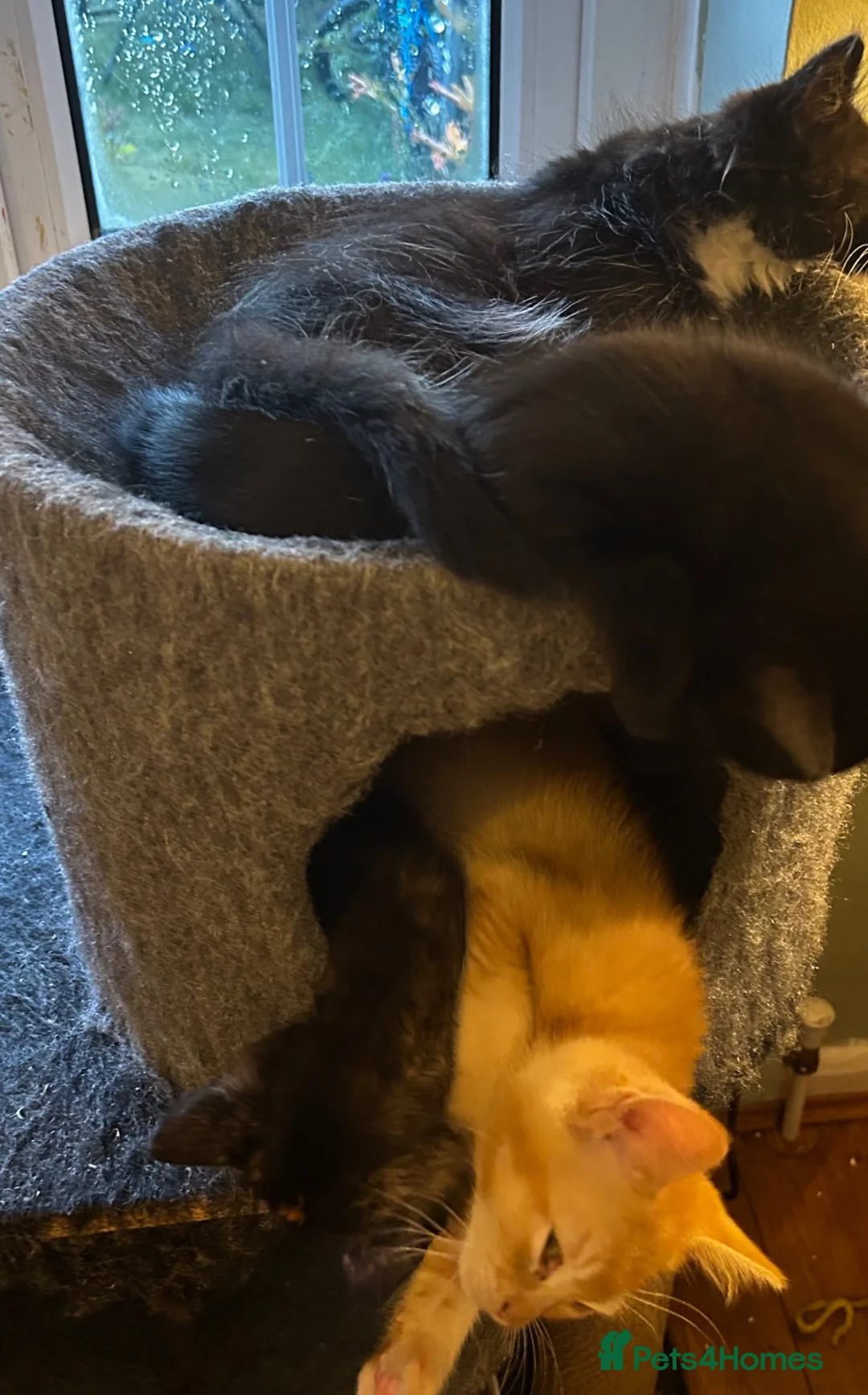 Mixed Breed cats for sale: Kittens in Keston - Advert 8