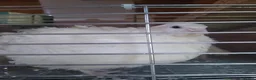 Quail poultry for sale: Female coturnix brown or white jumbo quails  - Advert 3