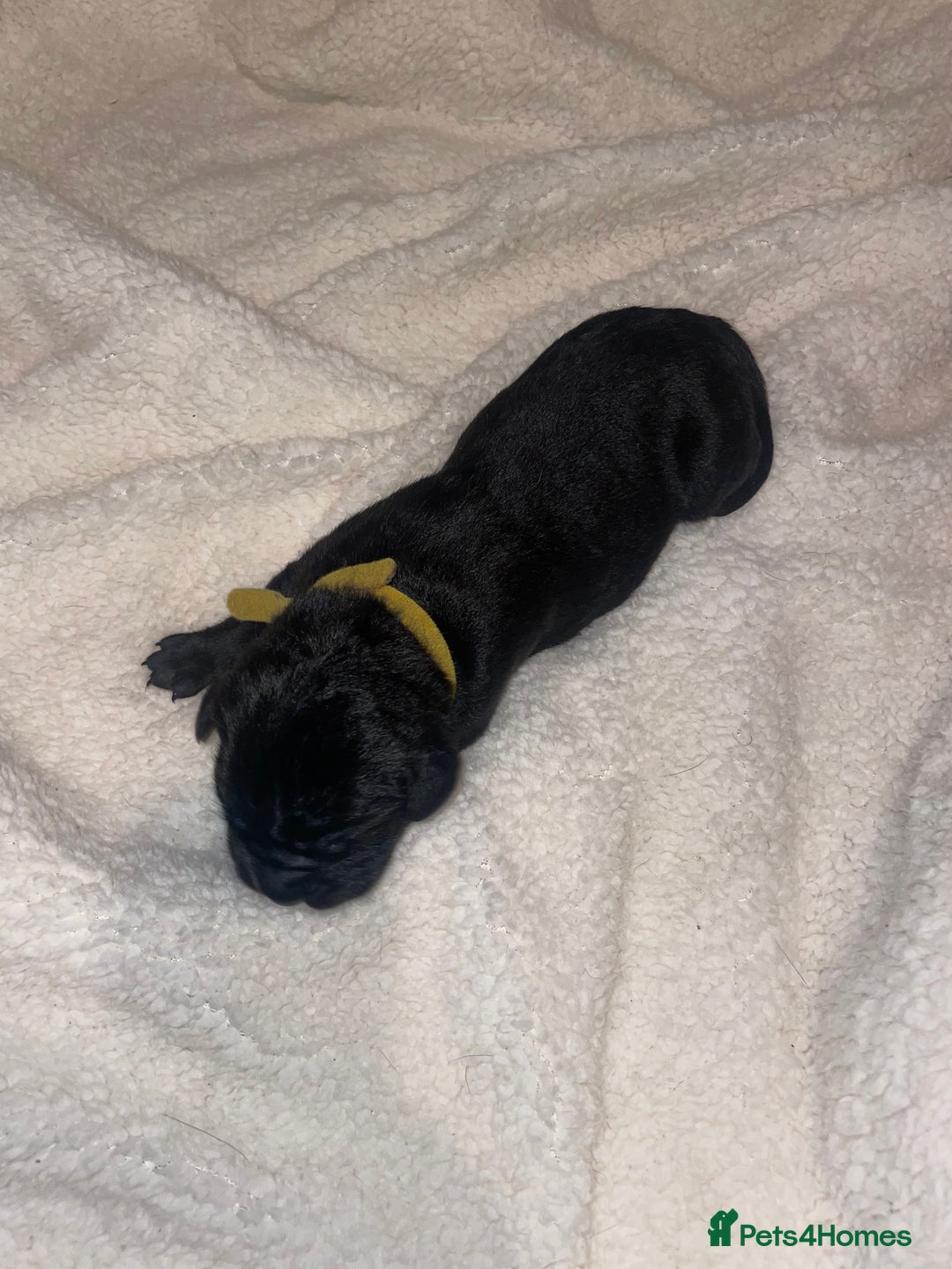 Cane Corso dogs for sale: Harlequin cane corso x pedigree cane corso puppies - Advert 26