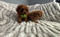 Cavapoo dogs for sale: Cavapoo Puppy 7 - F1 DEEP FOX RED EXTENSIVELY HEALTH TESTED BABIES  - Image 13