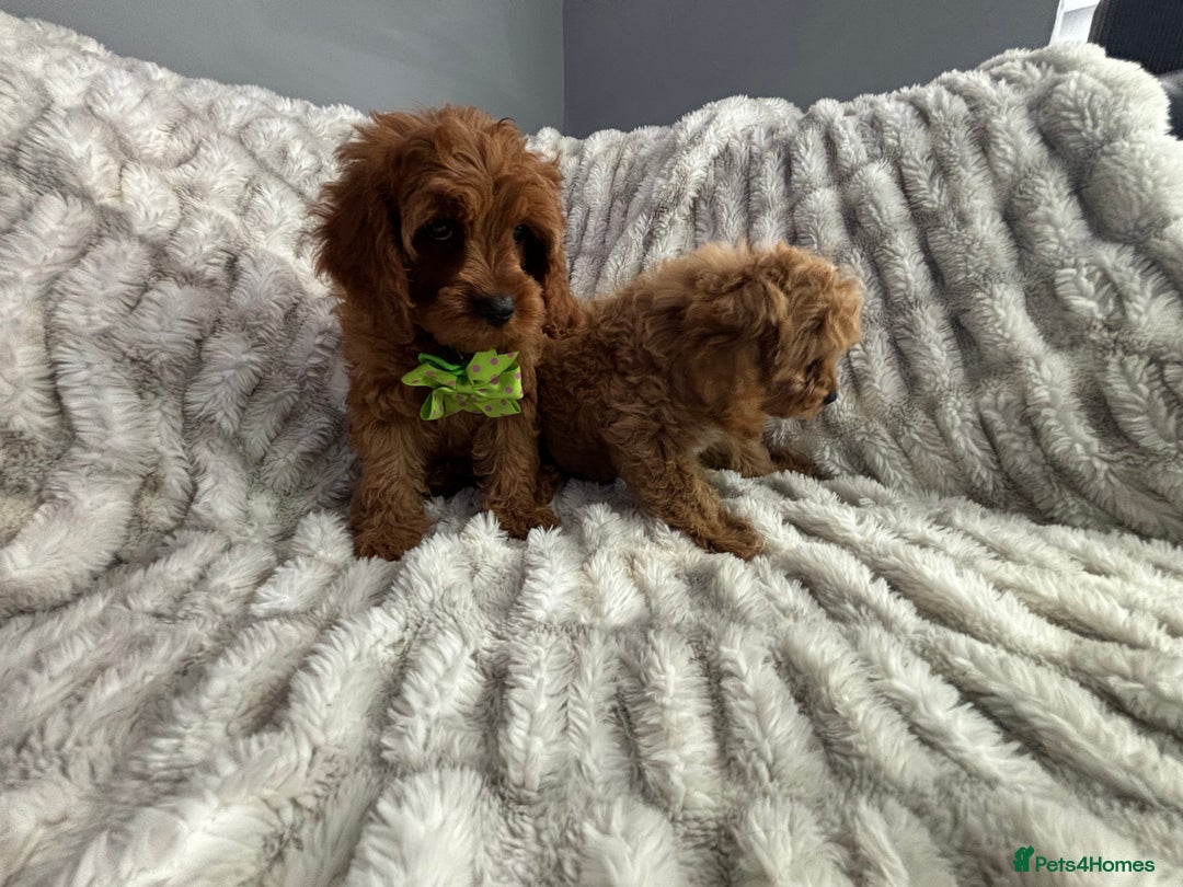 Cavapoo dogs for sale: Cavapoo Puppy 7 - F1 DEEP FOX RED EXTENSIVELY HEALTH TESTED BABIES  - Image 13