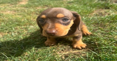 Miniature Dachshund dogs - Advert 16