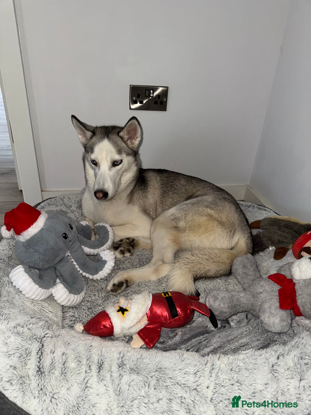 Siberian Husky dogs for sale: Siberian Husky Stormy - 2 years old  - Advert 11