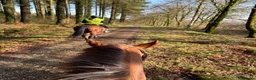 Other Breed horses for sale: Folly | 14hh | 13 y/o | quantock hill pony in Okehampton - Advert 7