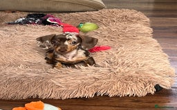 Miniature Dachshund dogs for sale: READY NOW - short haired miniature dachshunds  - Image 4