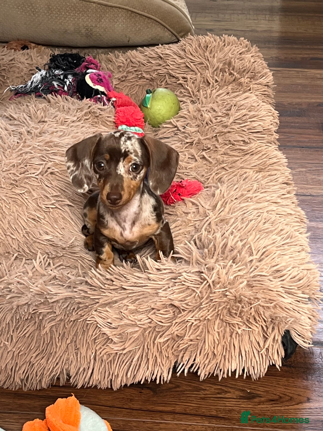 Miniature Dachshund dogs for sale: READY NOW - short haired miniature dachshunds  - Image 4