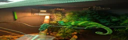 Chameleon reptiles for sale: Male & Female chameleons plus set up in Kettering - Advert 2