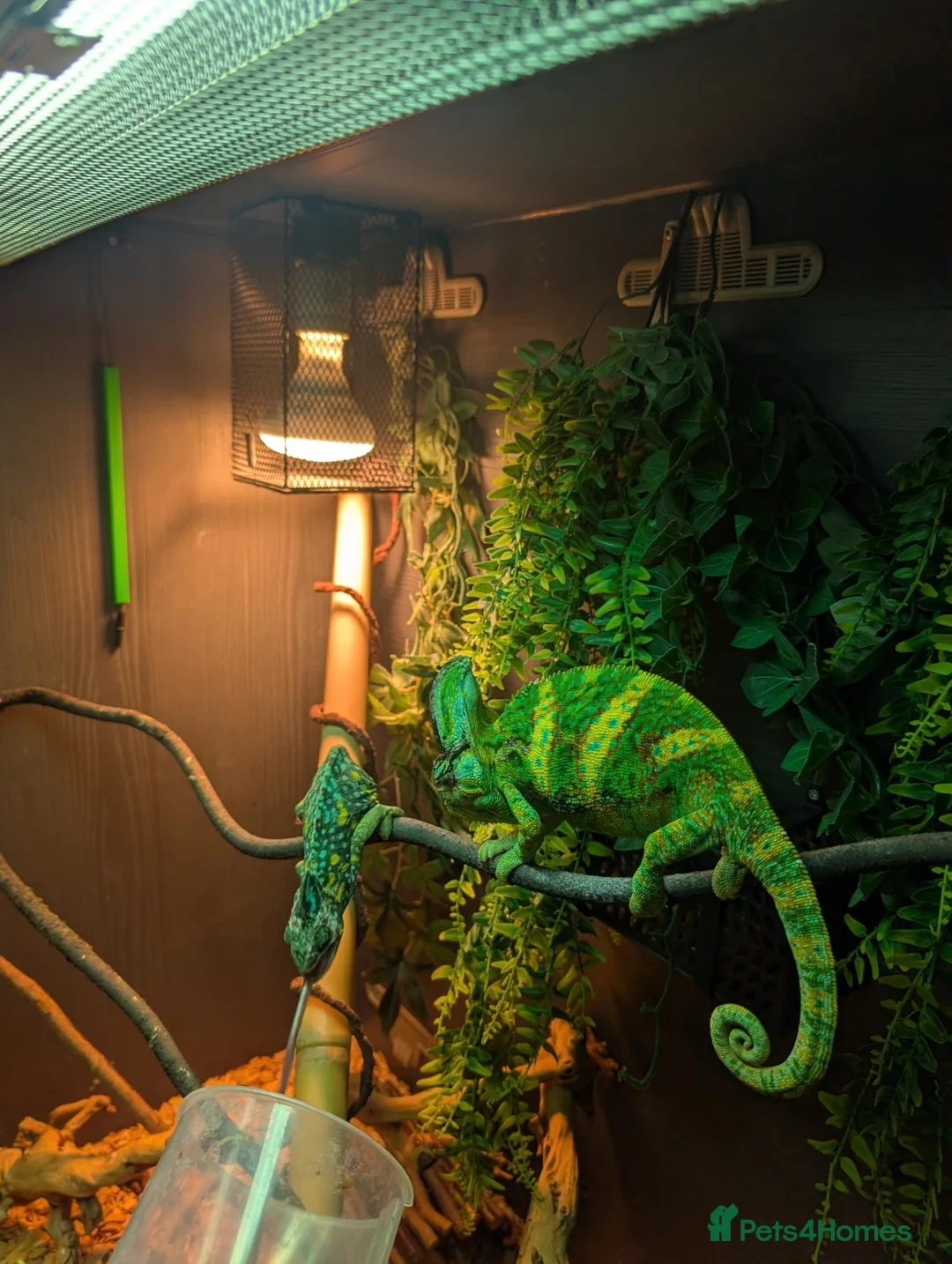 Chameleon reptiles for sale: Male & Female chameleons plus set up in Kettering - Advert 2