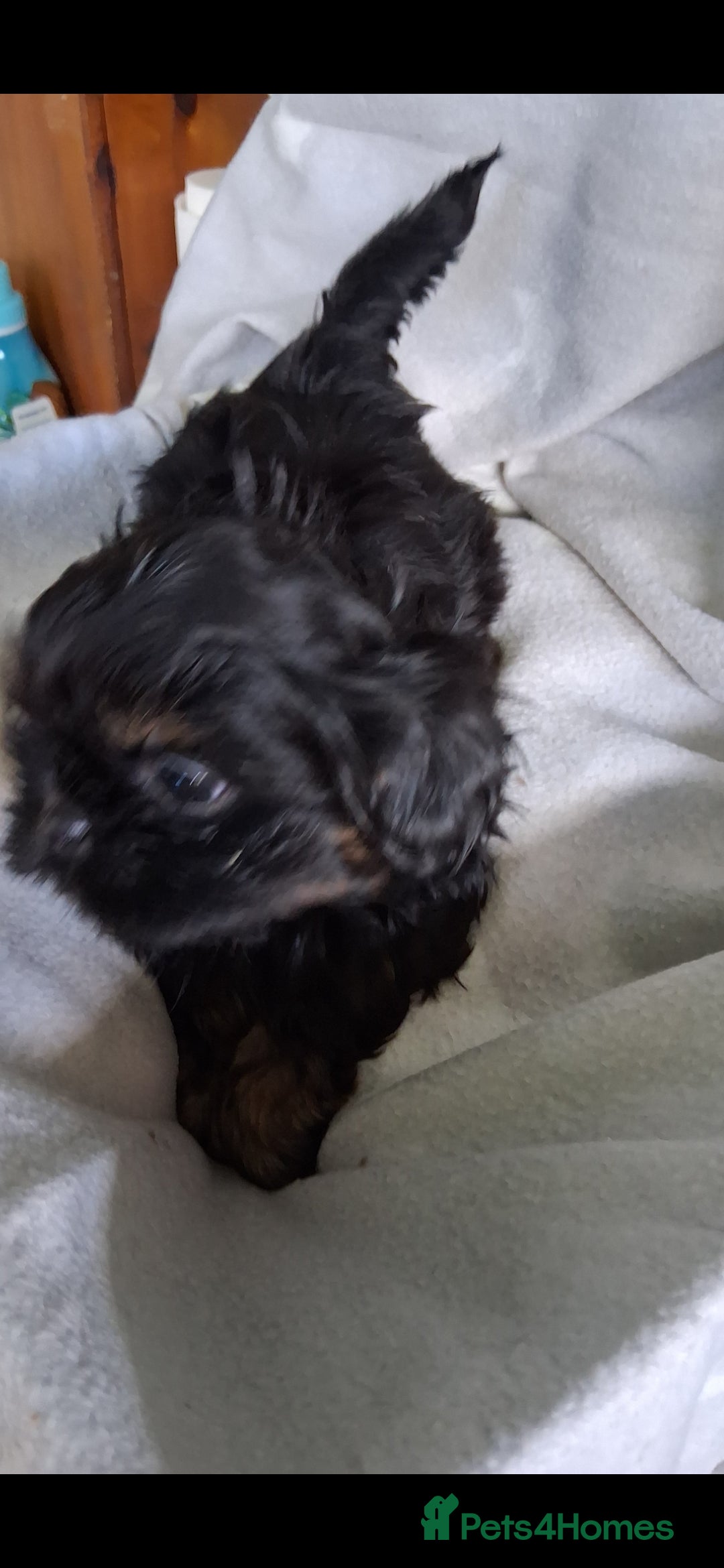Shih Tzu dogs Imperial dobie shih tzu - Advert 2