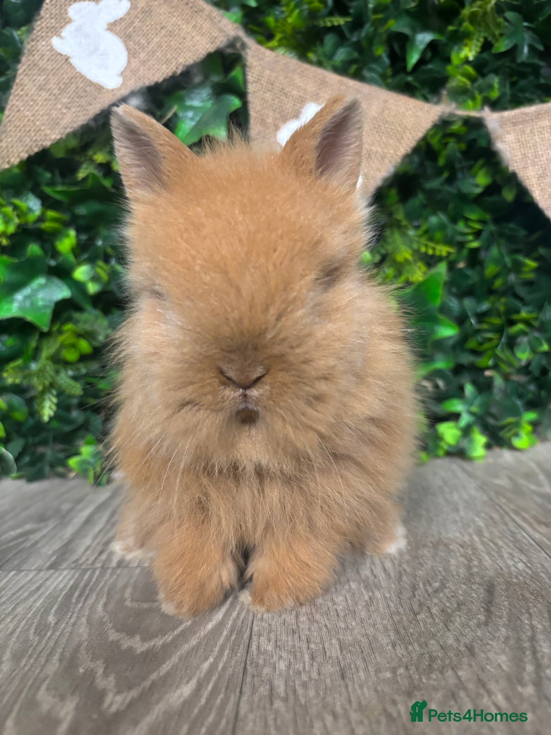 Lionhead rabbits for sale: BEAUTIFUL FRIENDLY BABY LIONHEAD BUNNIES  - Advert 4