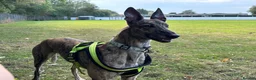 Greyhound dogs for adoption: Lady  - Advert 2