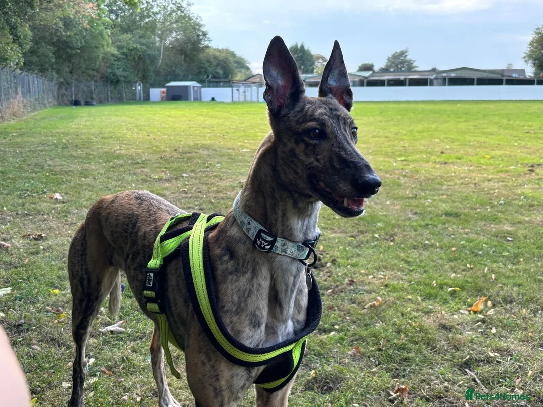 Greyhound dogs for adoption: Lady  - Advert 2