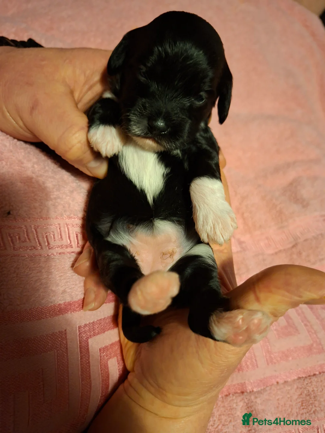 Cockapoo dogs for sale: Beautiful cockapoo puppies  - Advert 6