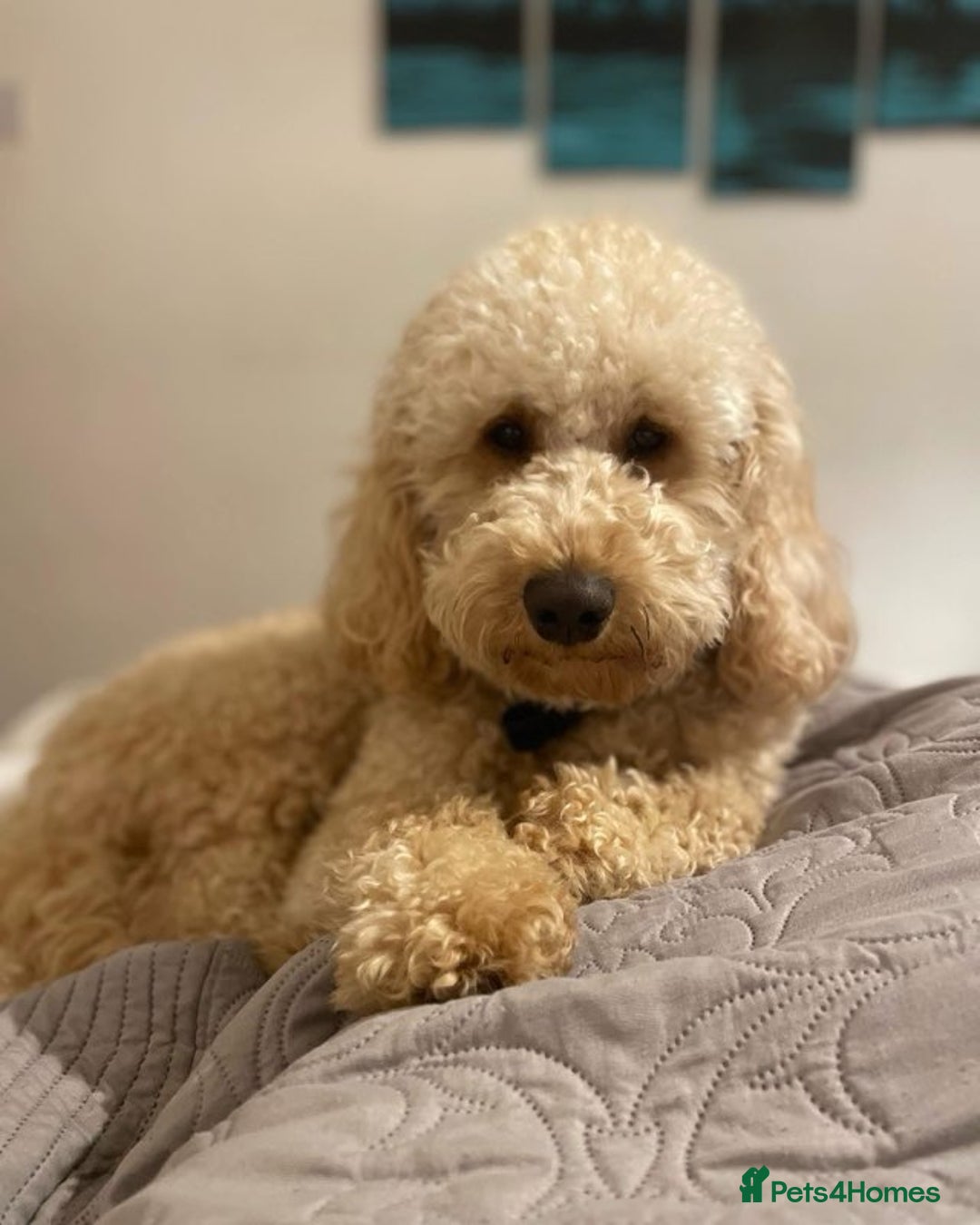 Labradoodle dogs for sale: Ready now gorgeous labradoodle puppies 3 boys - Image 10