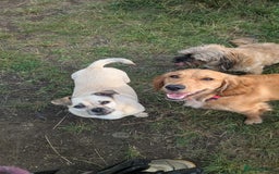 Jug dogs for sale: Sophie is looking for a calm home - Image 4