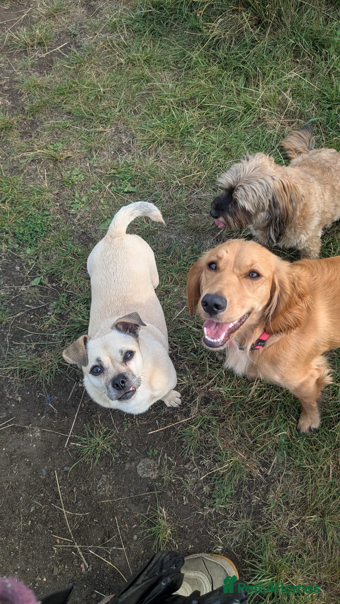 Jug dogs for sale: Sophie is looking for a calm home - Image 4