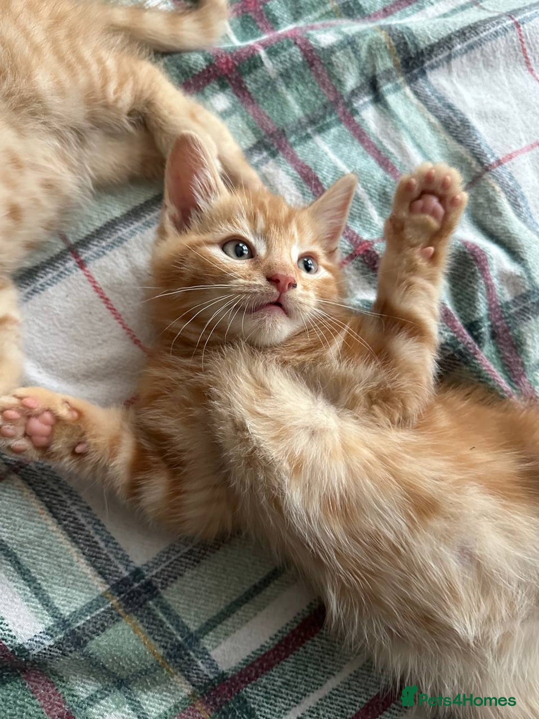 Domestic Shorthair cats for sale: 6 kittens - ready to move to new loving families - Advert 10