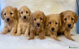 Labradoodle dogs for sale: Stunning F1b mini labradoodles  - Image 21
