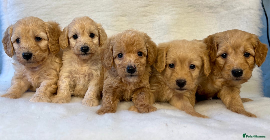 Labradoodle dogs for sale: Stunning F1b mini labradoodles  - Image 21