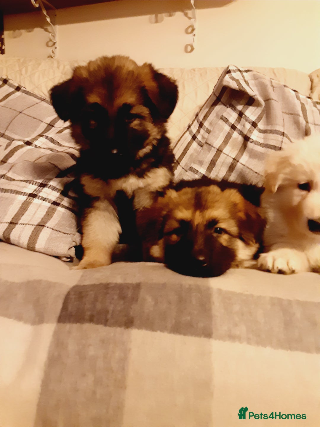 German Shepherd dogs for sale: Long haired German Shepherd pups - Advert 5