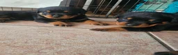 Rottweiler dogs for sale: Beautiful Show Quality Rottweiler Puppies - Advert 8