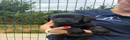Labrador Retriever dogs for sale: 5 Star Council Registered Litter of Labrador pups - Advert 17