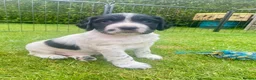 Sprocker dogs for sale: Exceptionally well bred sprocker pups - Advert 2