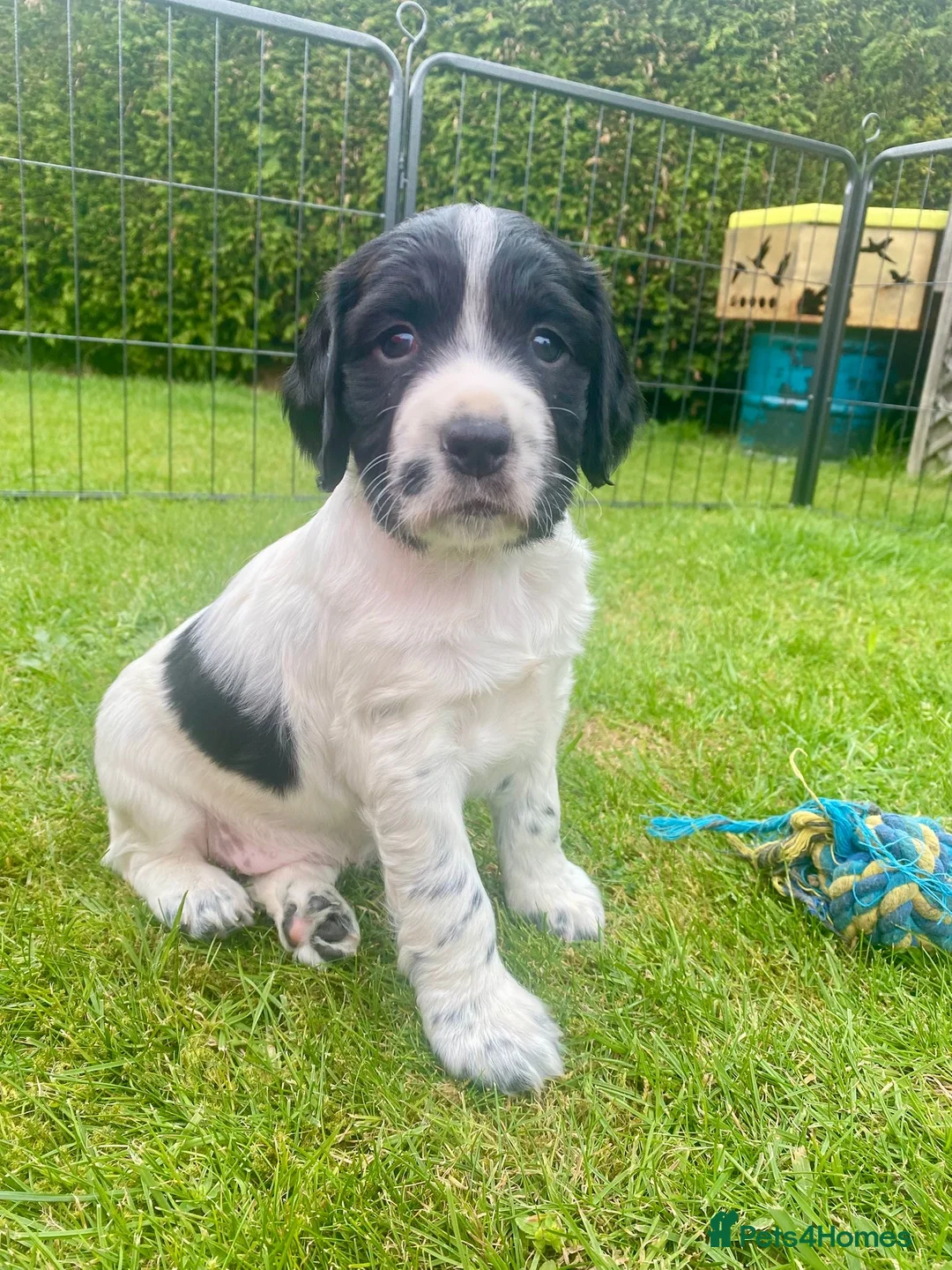 Sprocker dogs for sale: Exceptionally well bred sprocker pups - Advert 2