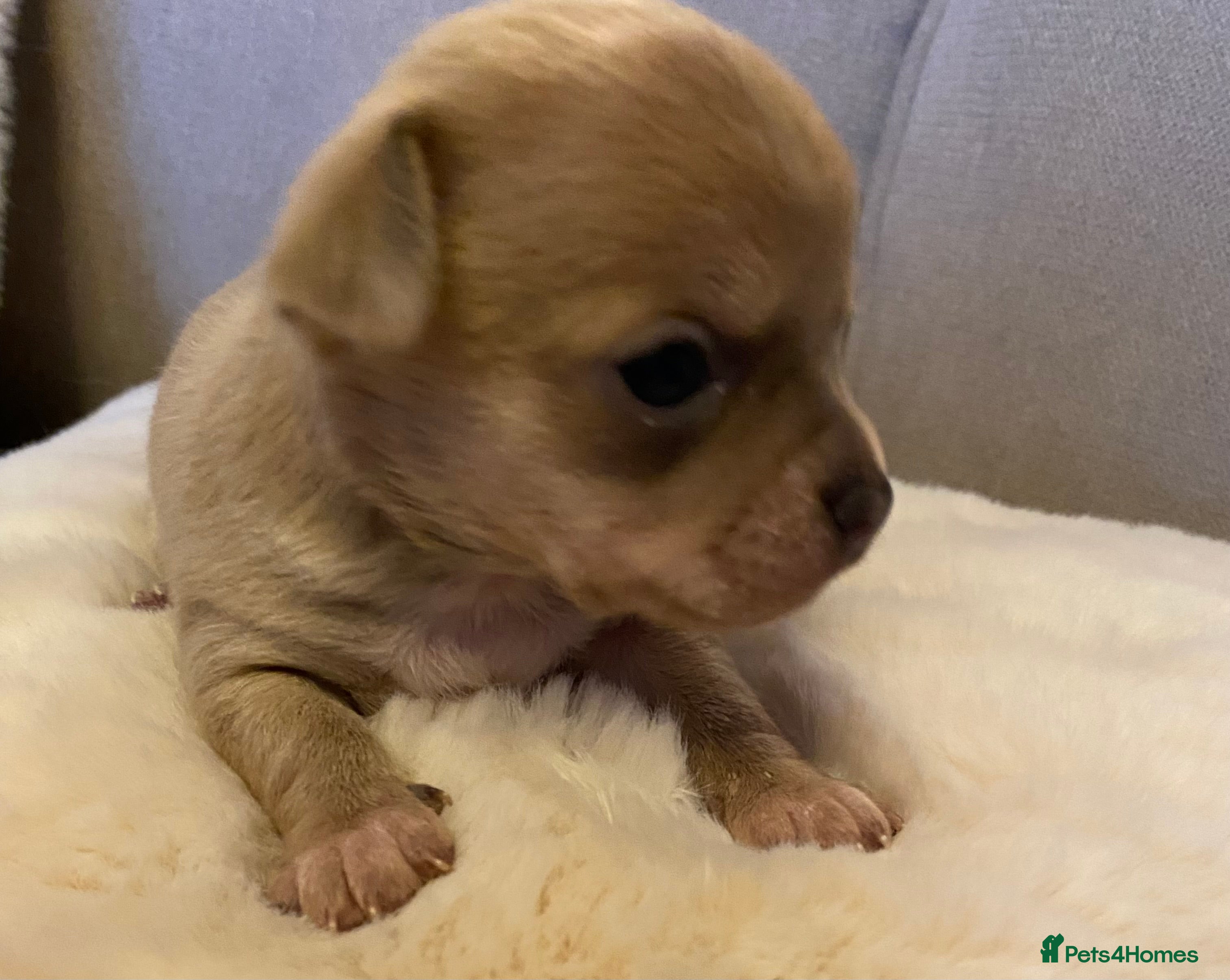 Chihuahua dogs Stunning Chihuahuas  - Advert 5