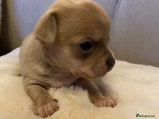 Chihuahua dogs Stunning Chihuahuas - Advert 2