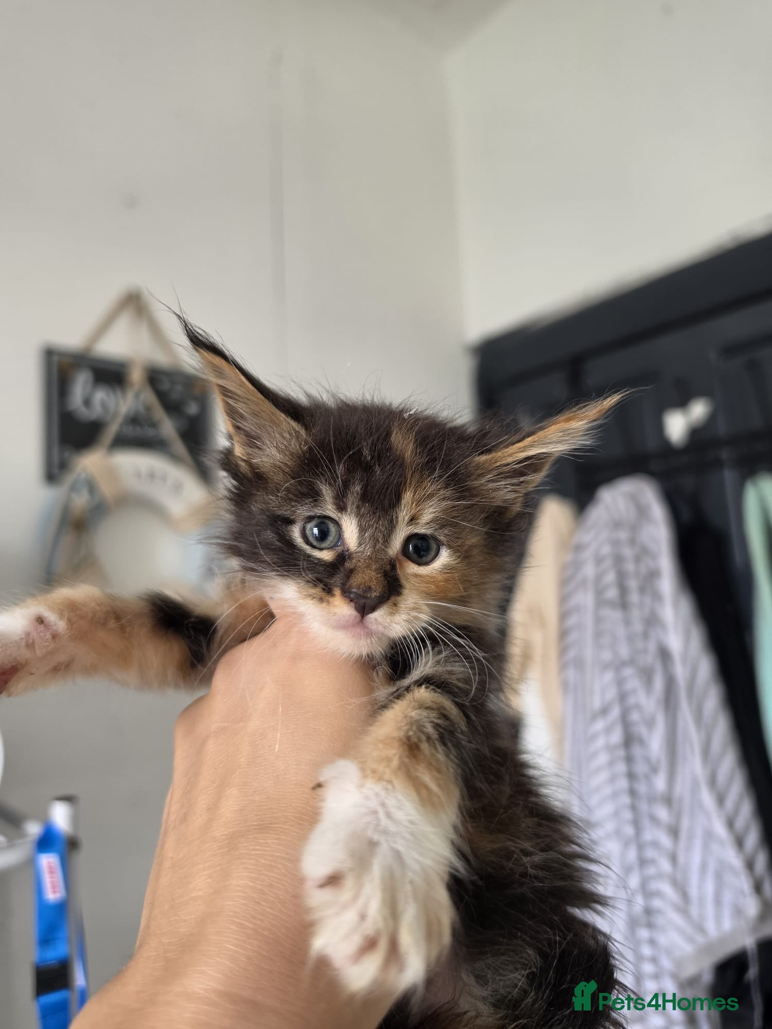 Maine Coon cats Exceptional maine coon kittens - Advert 2