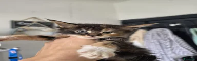 Maine Coon 4