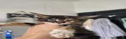 Maine Coon cats for sale: Exceptional maine coon kittens - Advert 2