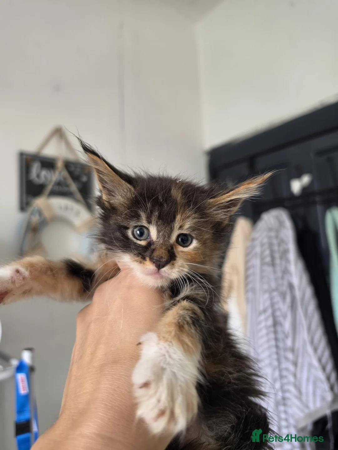 Maine Coon cats for sale: Exceptional maine coon kittens - Advert 2