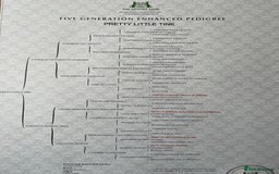 Cockapoo dogs for sale: 2 Beautiful Cockapoos! - Advert 9