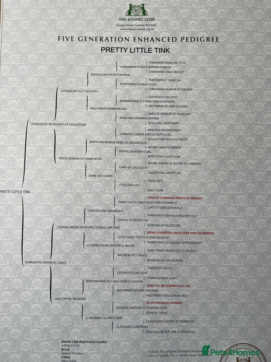 Cockapoo dogs for sale: 2 Beautiful Cockapoos! - Advert 9