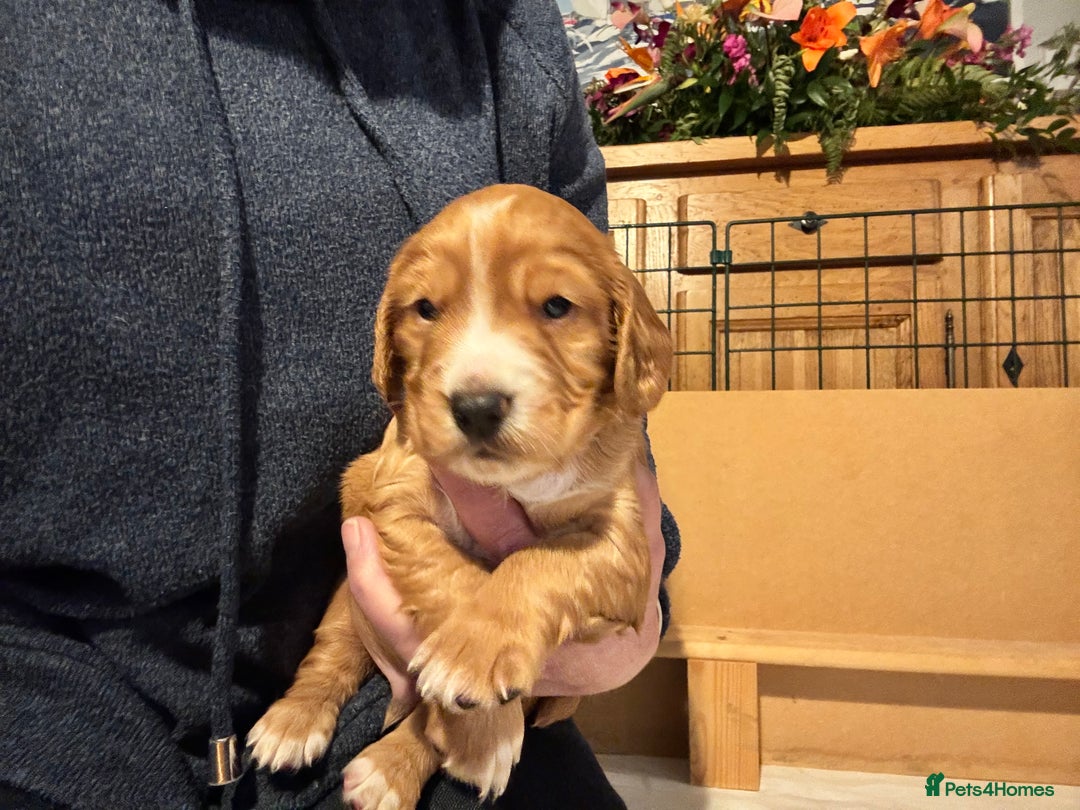 Cocker Spaniel dogs for sale: Beautiful cocker spaniels (working) - Advert 5