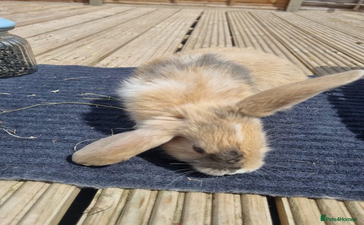 Mixed Breed rabbits - Advert 9